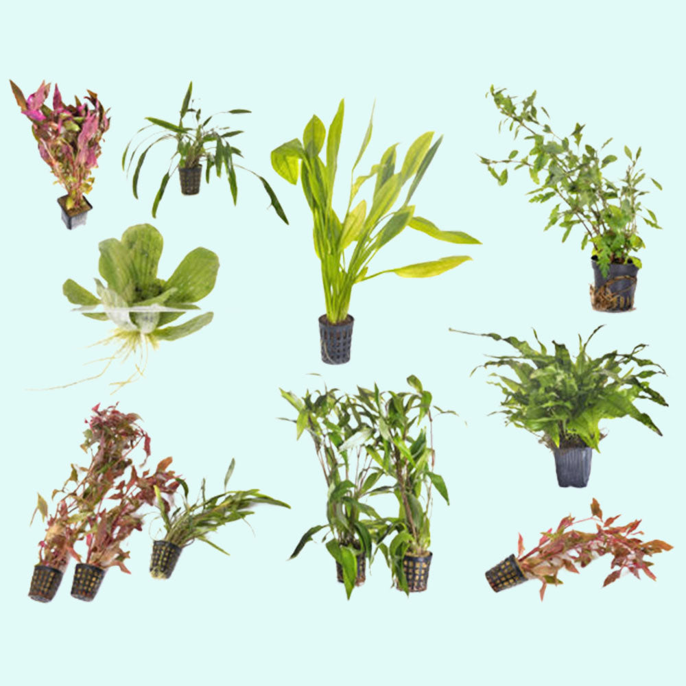 Beginner Live Aquarium Plants Bundle, USA aquarium set.