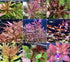 Beginner Live Aquarium Plants, plant bundle, Canton, TX.