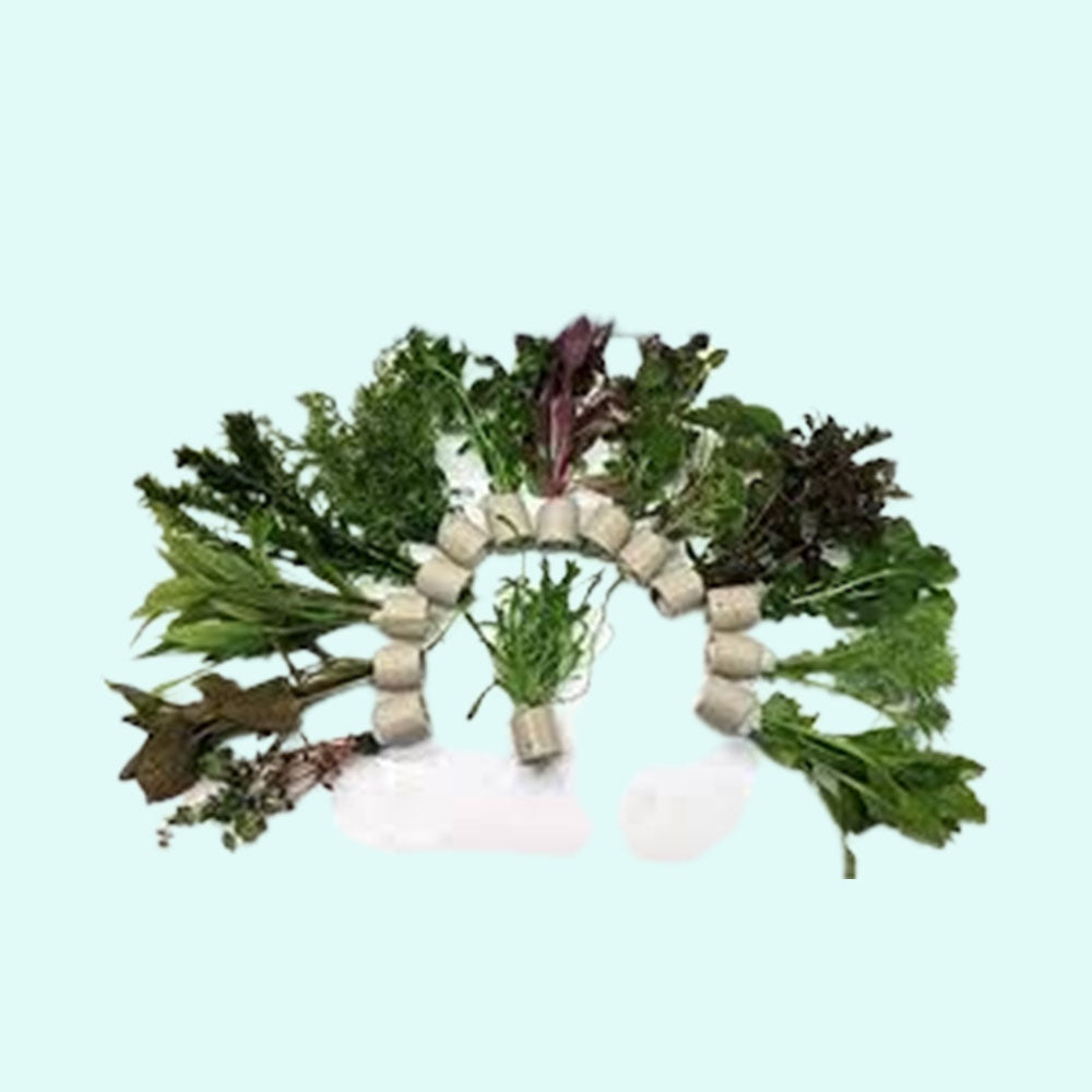 Beginner Live Aquarium Plants, plant kit, USA online.