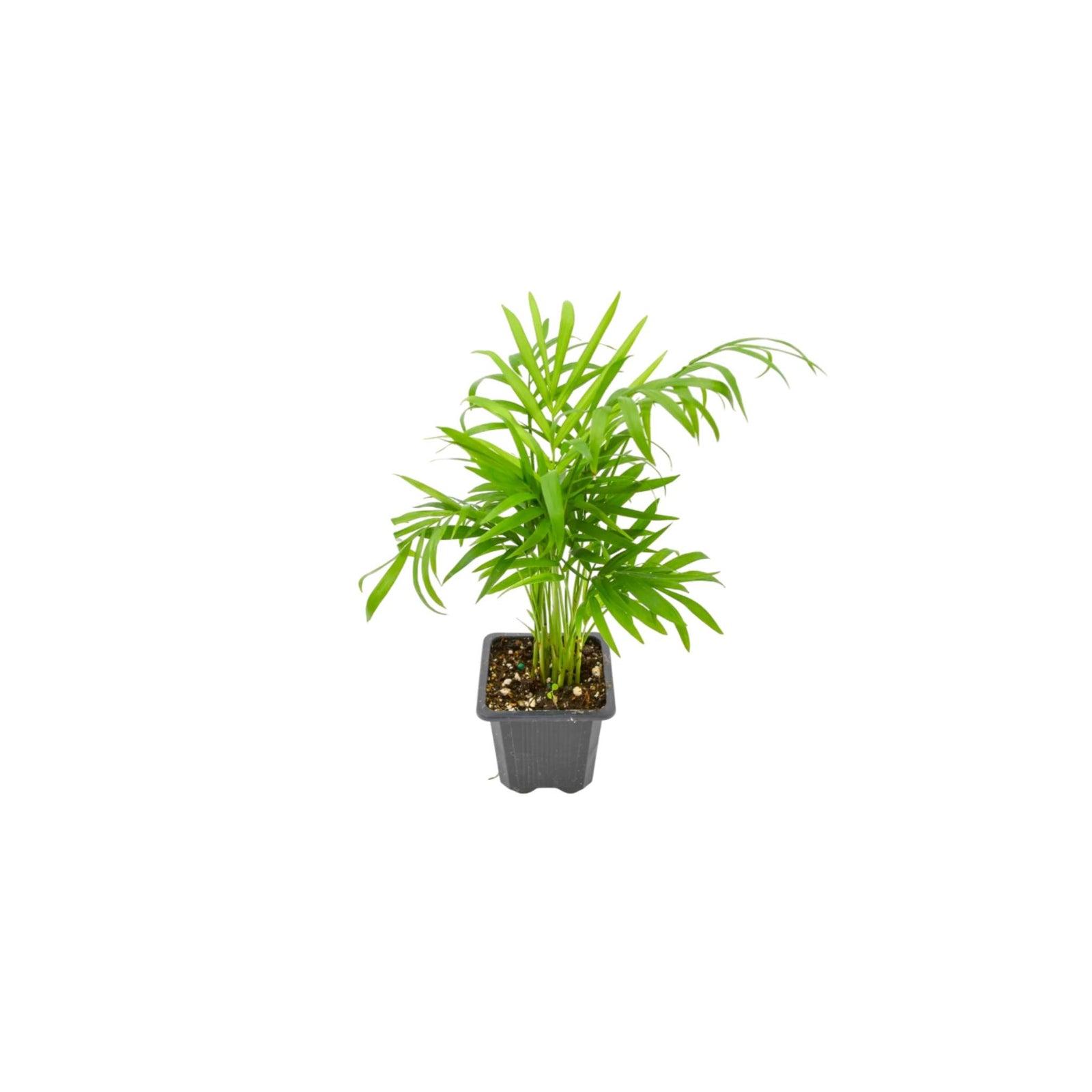 Bella Palm (Chamaedorea elegans)