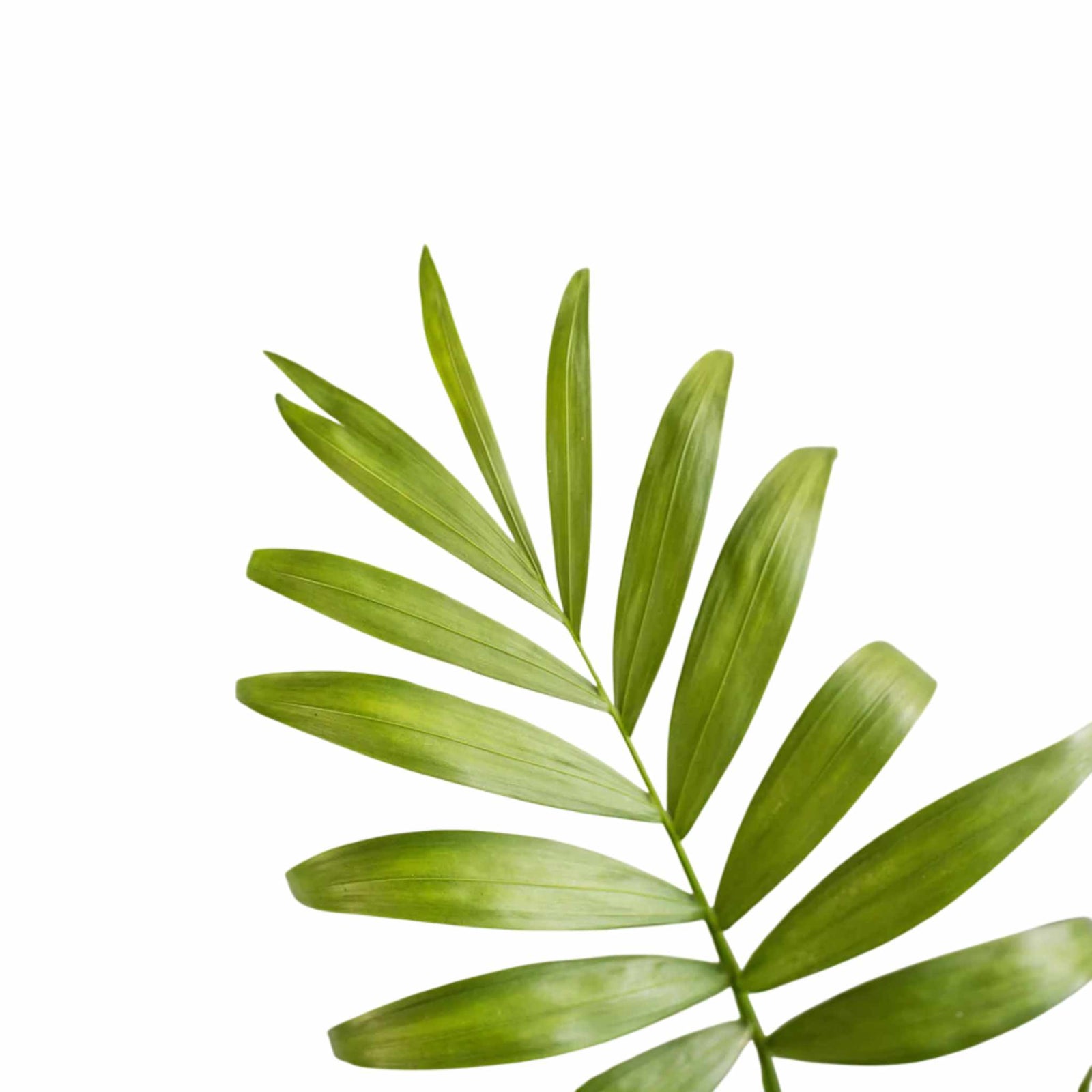 Bella Palm (Chamaedorea elegans)