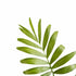 Bella Palm (Chamaedorea elegans)