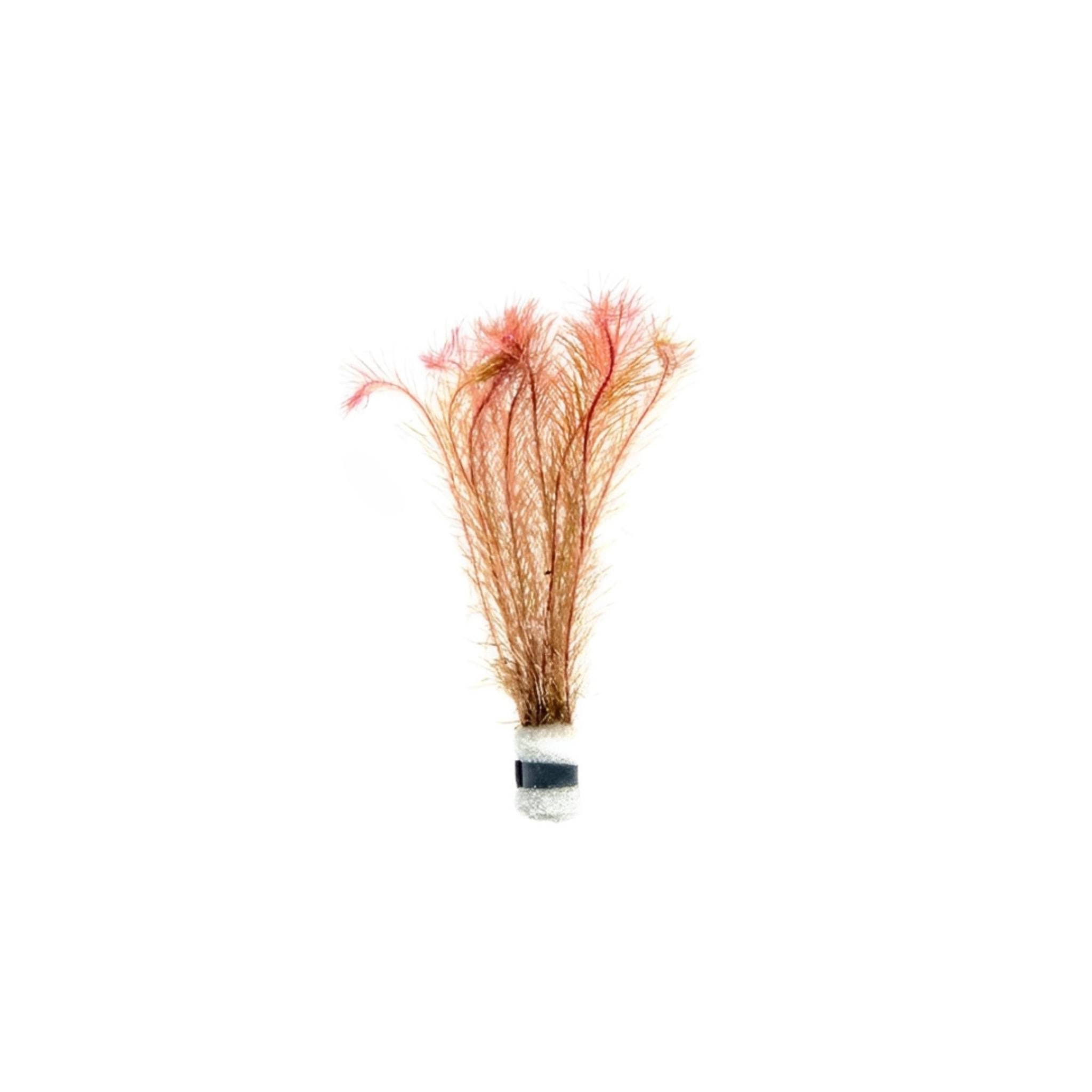 Rotala Wallichii (Bright Red) Plant