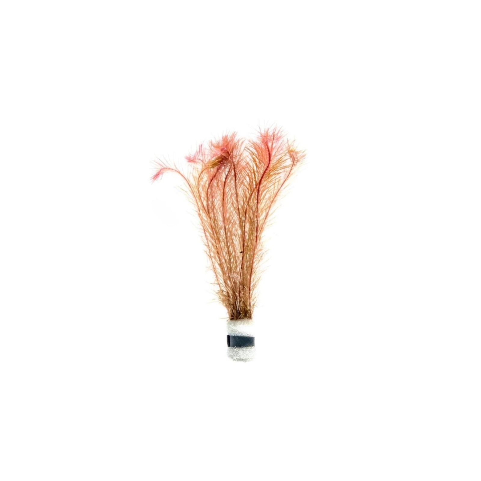 Rotala Wallichii (Bright Red) Plant