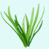 Broadleaf Dwarf Sagittaria, live plants, Canton, TX.