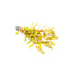 Nesaea Pedicellata (Golden) Bunch