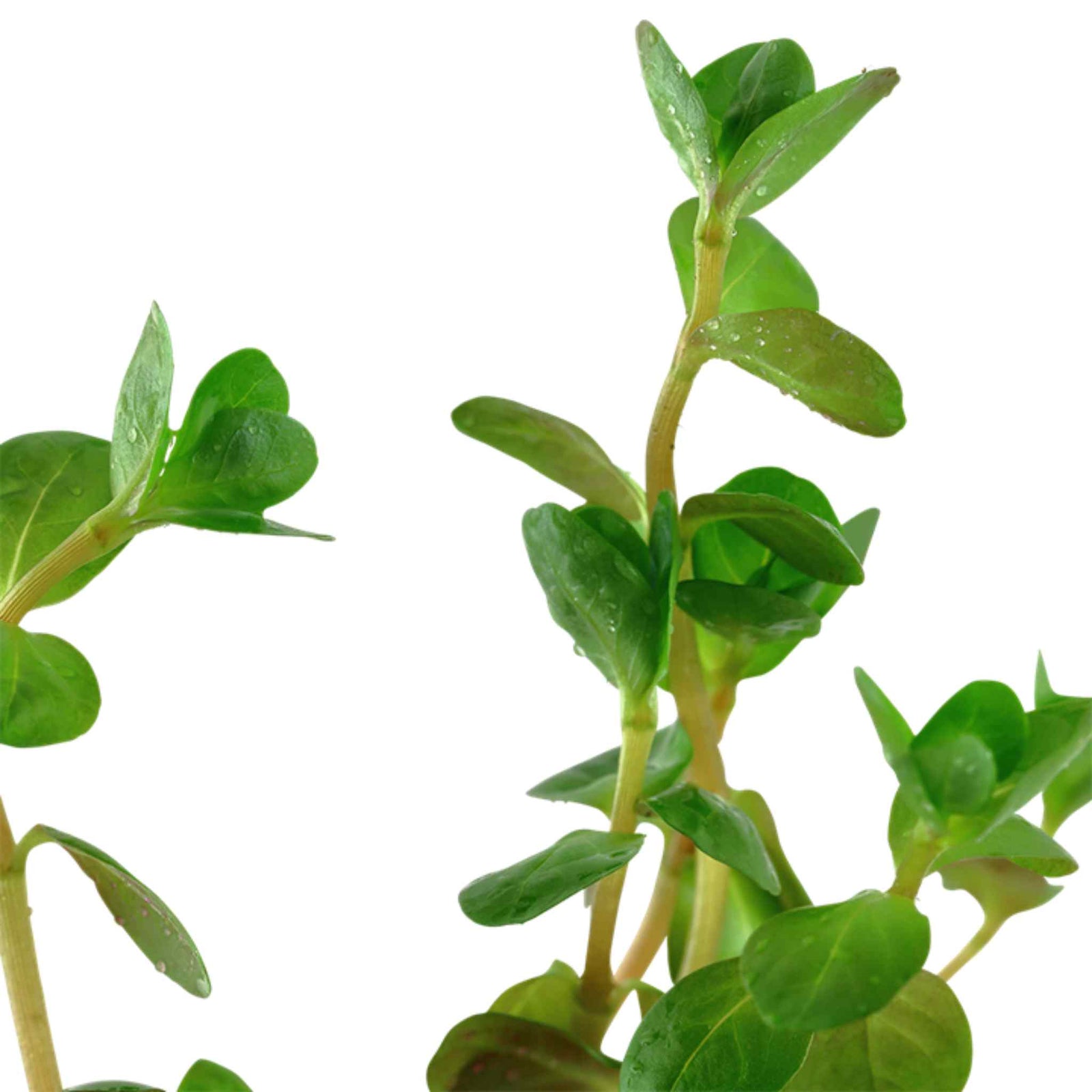 Rotala Indica Rotundifolia