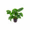 Anubias Barteri