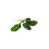 Anubias Barteri (Coffeefolia)
