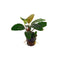 Buy Anubias Coffeefolia Barteri unique leaf aquarium plant