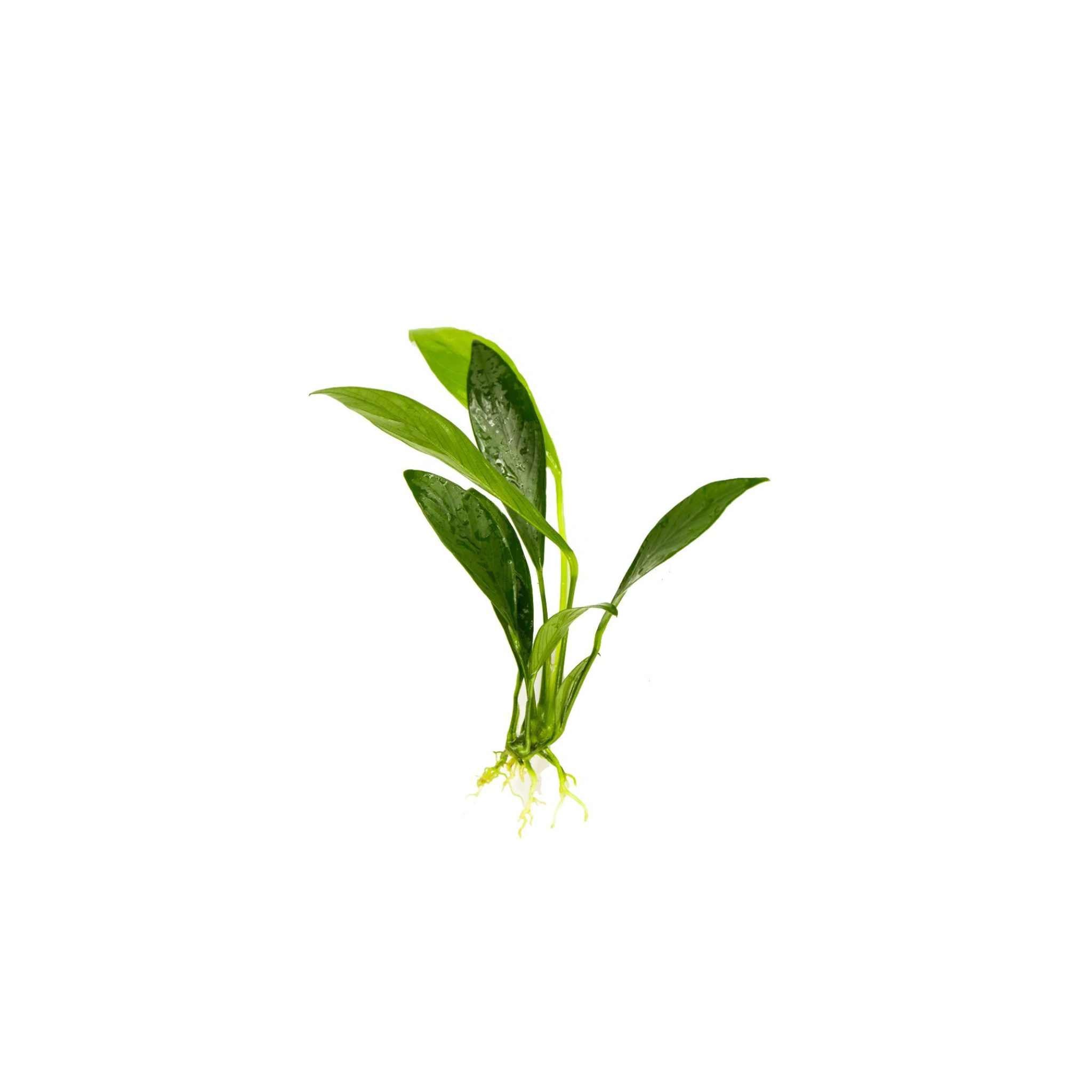 Anubias Congensis