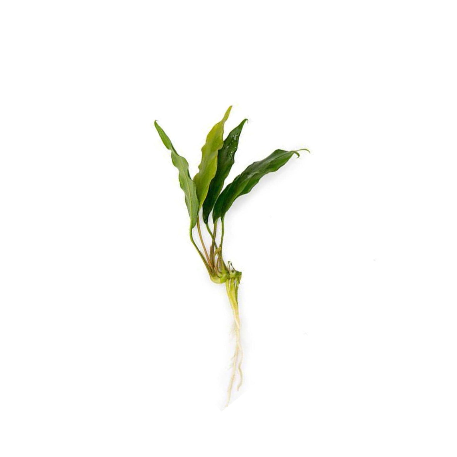 Anubias Minima Bare Root