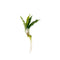 Anubias Minima Bare Root