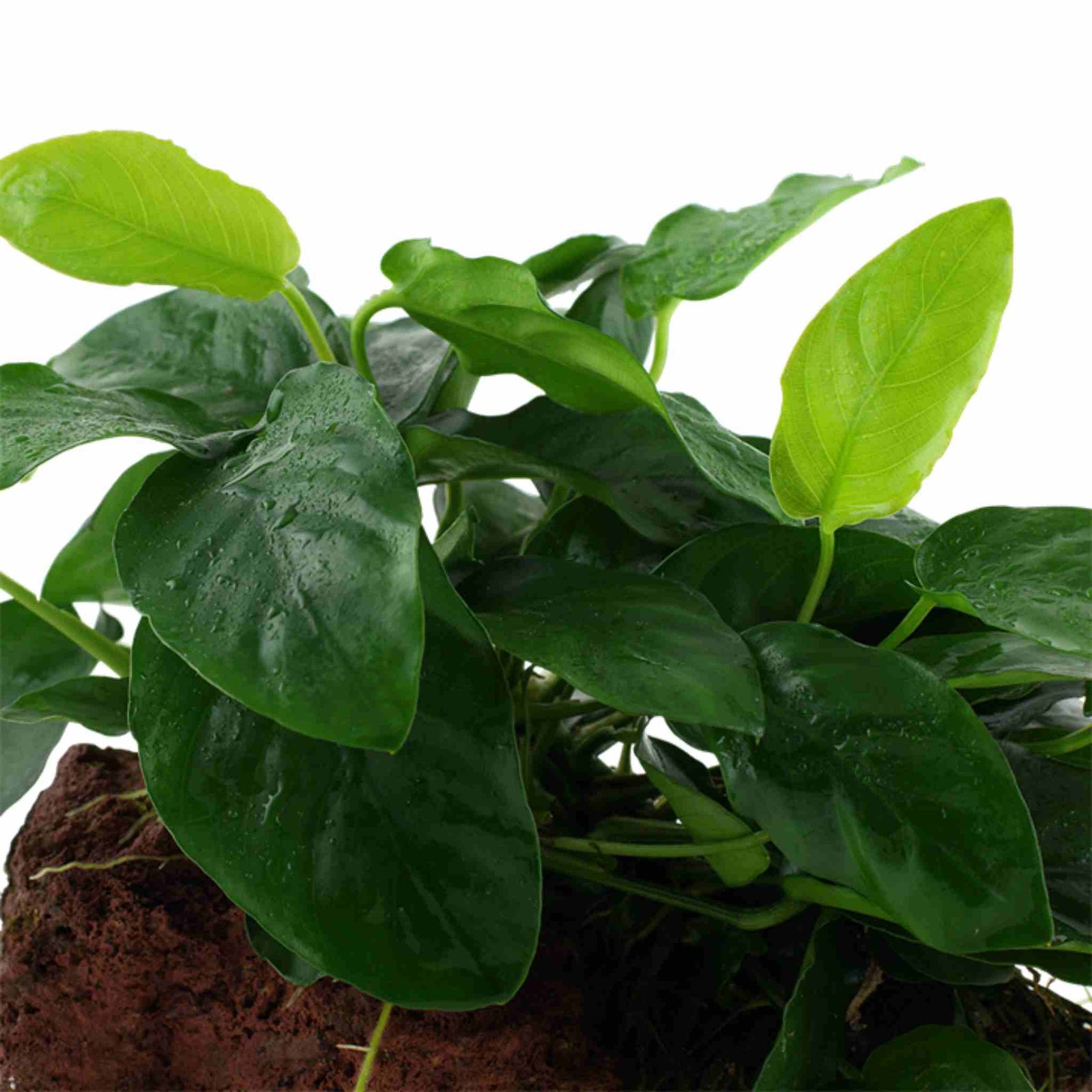 Anubias Barteri (Nana) On Lava Rock