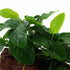 Anubias Barteri (Nana) On Lava Rock