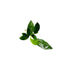 Anubias Nancon Bare Root