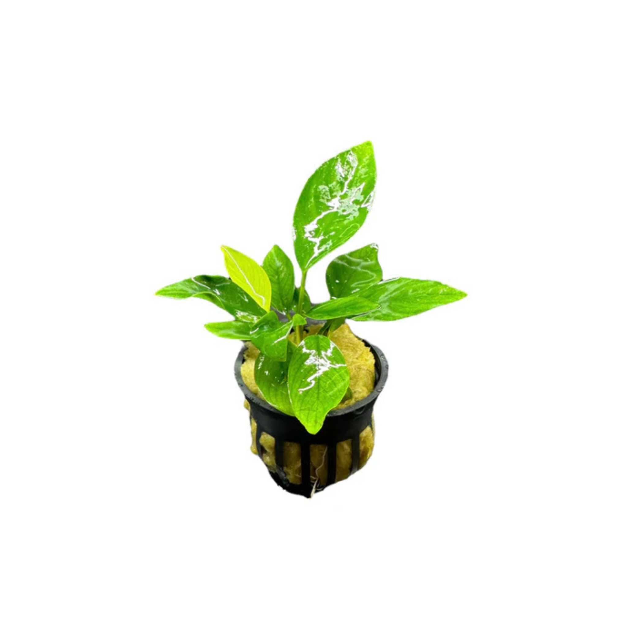 Anubias Nangi Bare Root