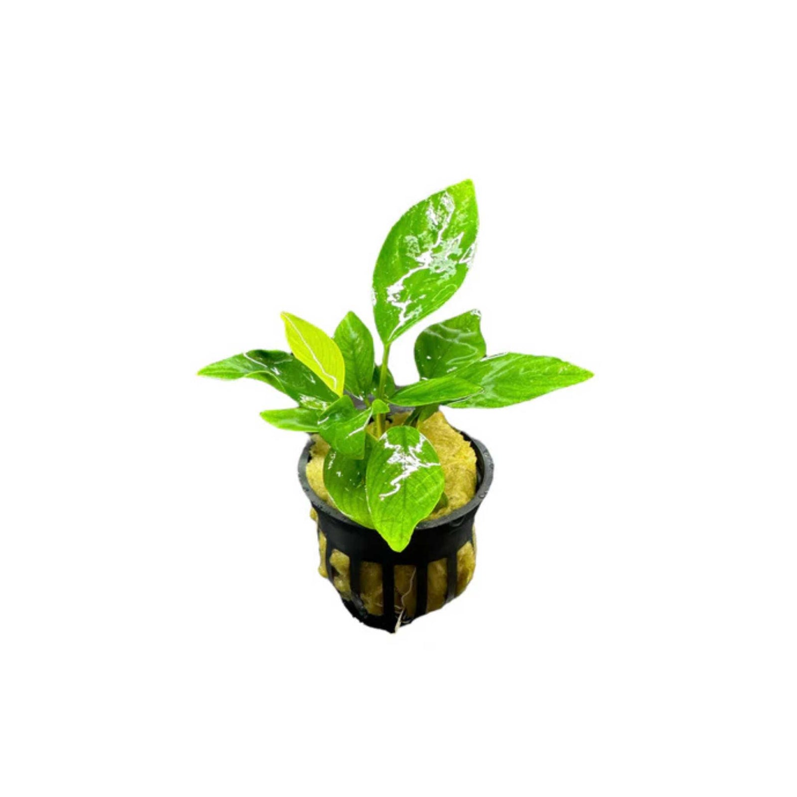 Anubias Nangi Bare Root