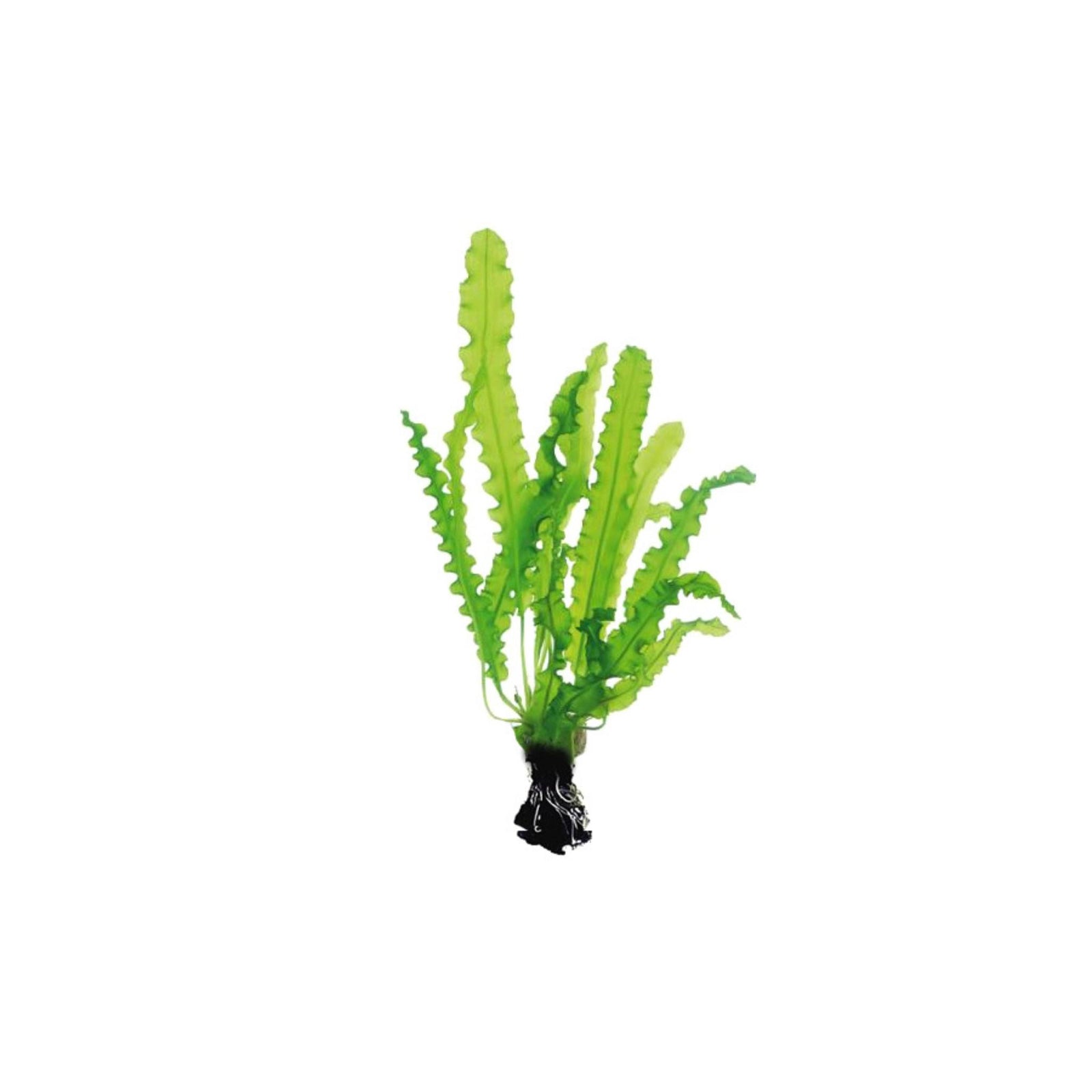 Aponogeton Longiplumulosus