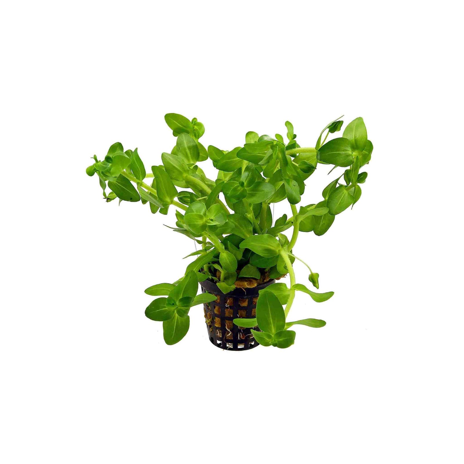 Bacopa Caroliniana