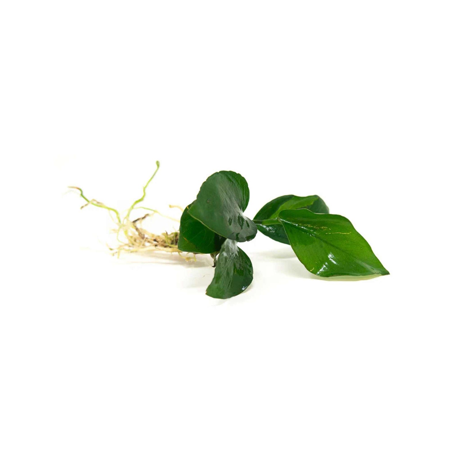 Anubias Barteri Bare Root