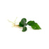 Anubias Barteri Bare Root