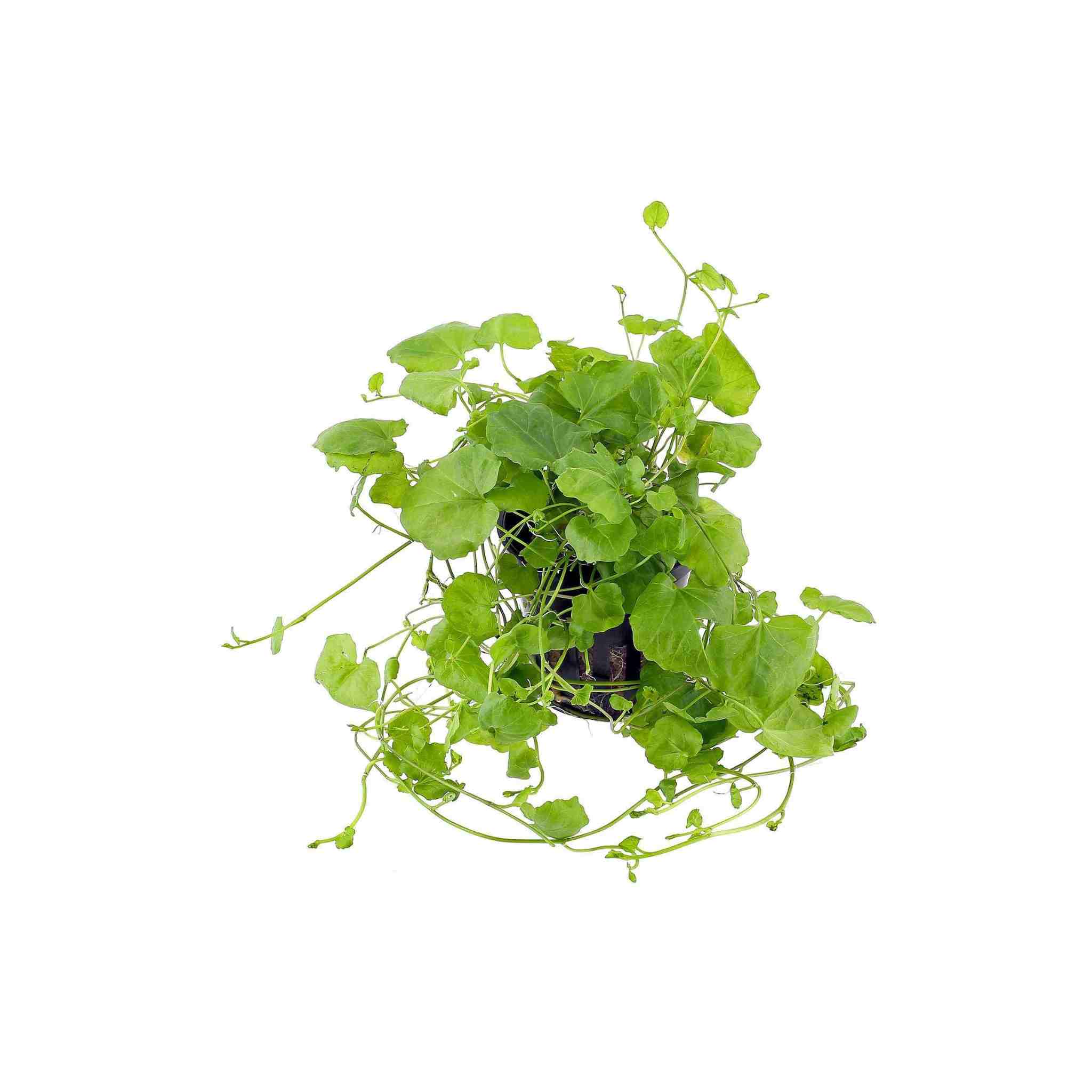 Cardamine Lyrata (Chinese Ivy)