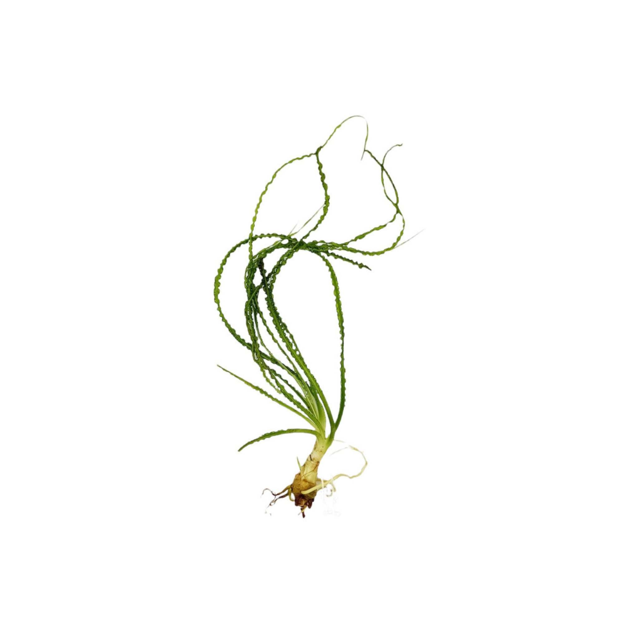 Crinum Calamistratum