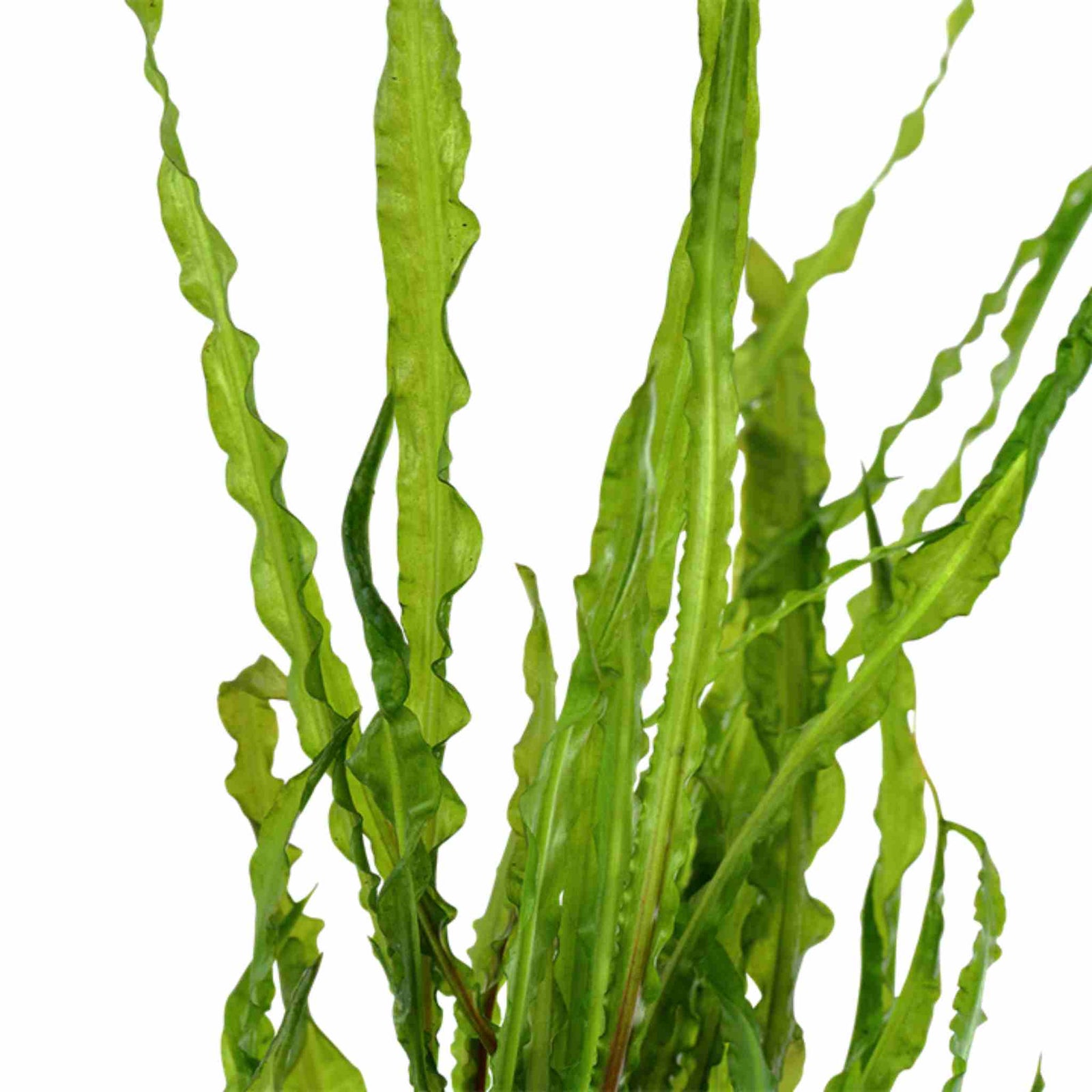 Cryptocoryne Crypt Balansae