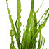 Cryptocoryne Crypt Balansae