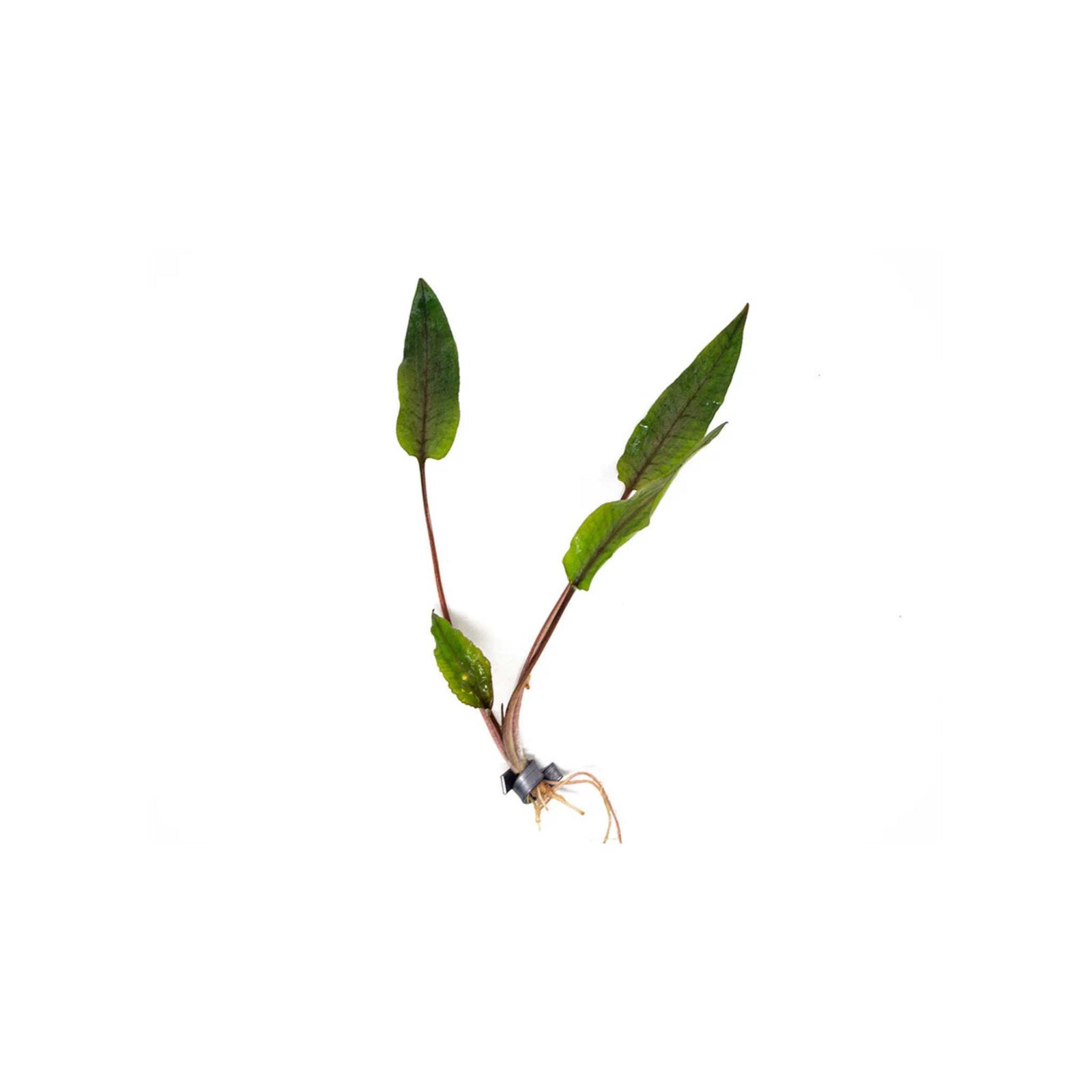 Cryptocoryne Crypt (Undulata)