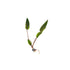 Cryptocoryne Crypt (Undulata)