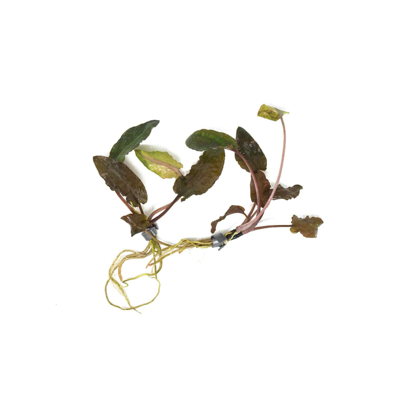 Cryptocoryne Wendtii Brown Bare Root