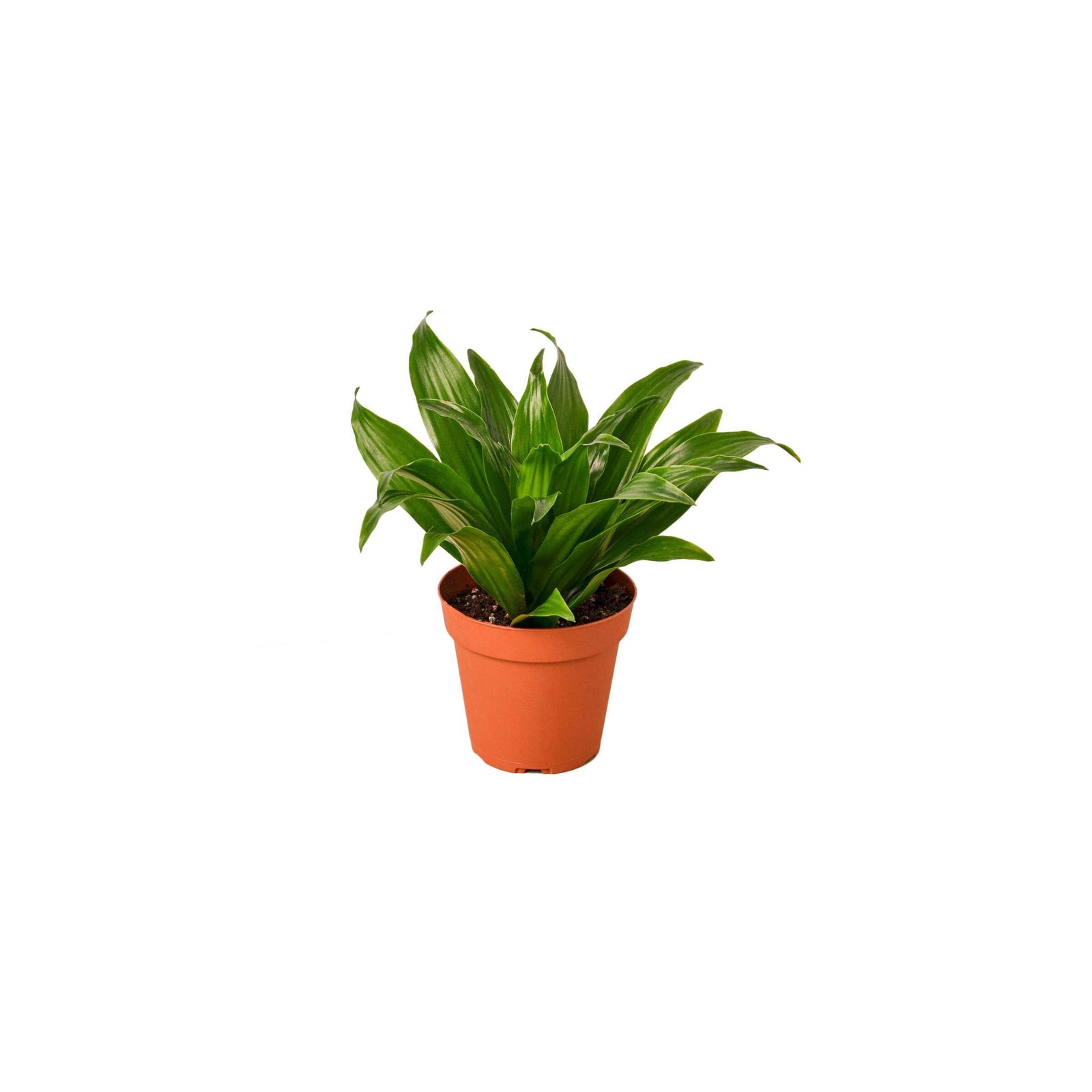 Janet Craig “Pineapple Plant” (Dracaena compacta)