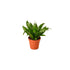 Janet Craig “Pineapple Plant” (Dracaena compacta)