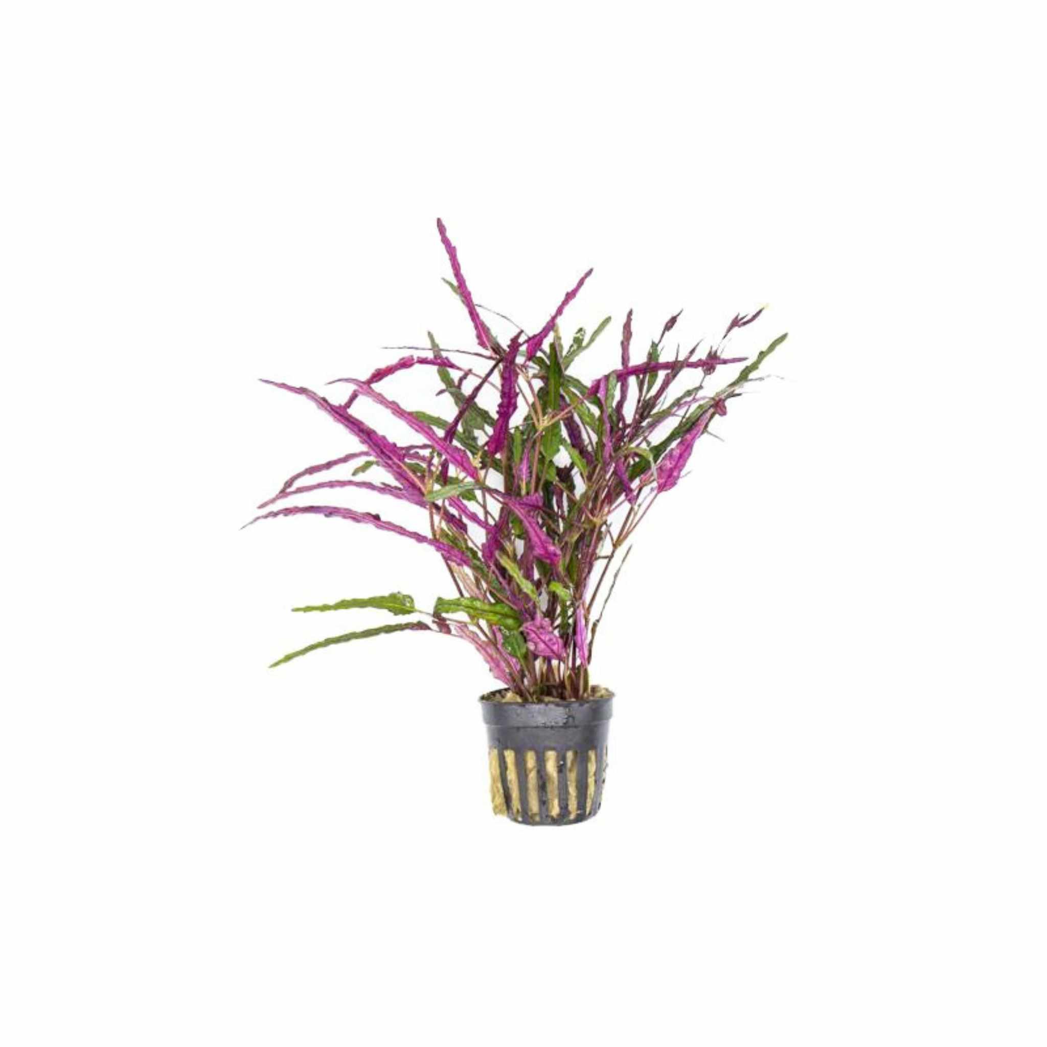 Dragon’s Tongue (Flame) – Hemigraphis Repanda
