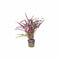 Dragon’s Tongue (Flame) – Hemigraphis Repanda