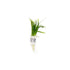 Dwarf Sagittaria Subulata