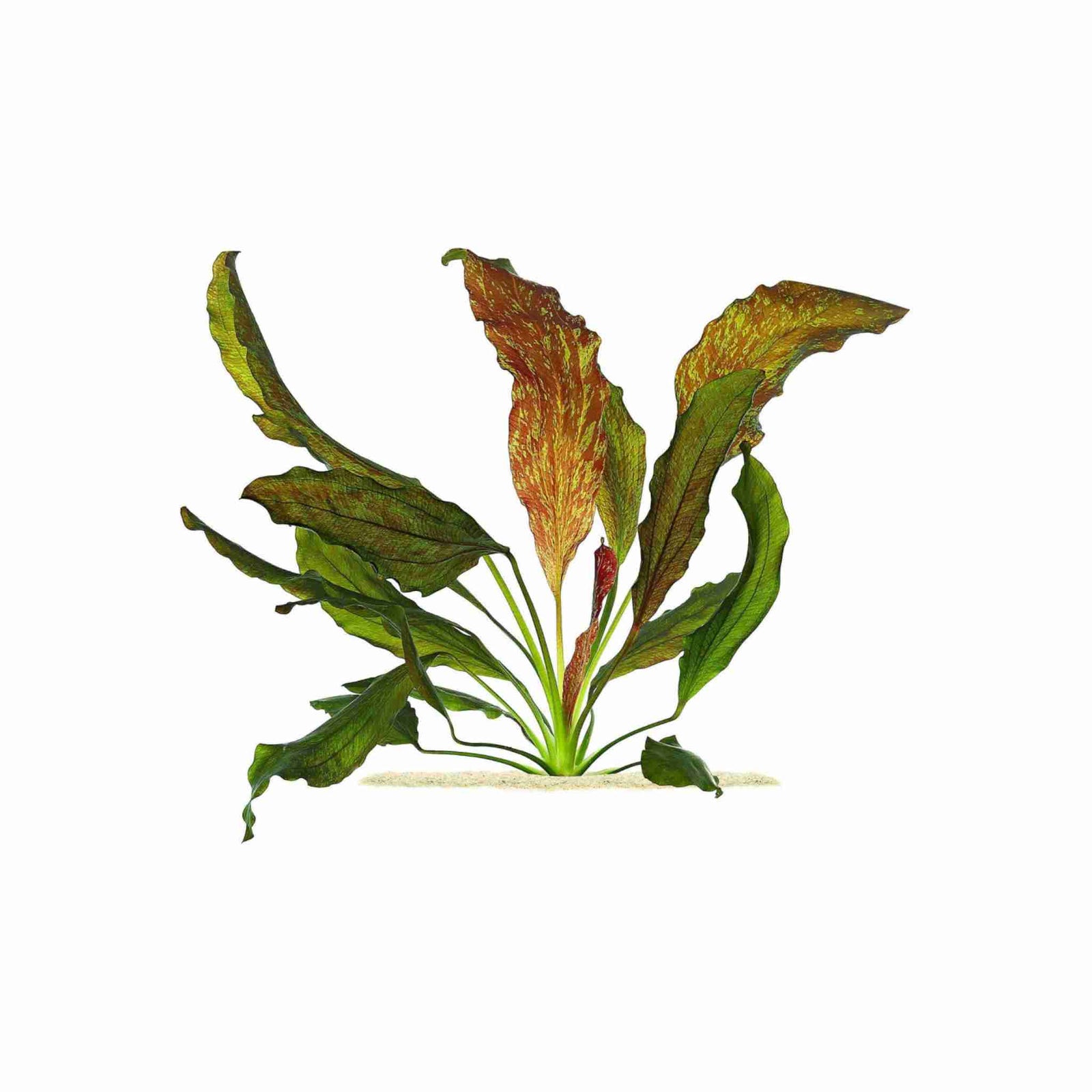 Amazon Sword Echinodorus Red Flame
