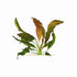 Amazon Sword Echinodorus Red Flame