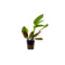 Amazon Sword Echinodorus Red Melon