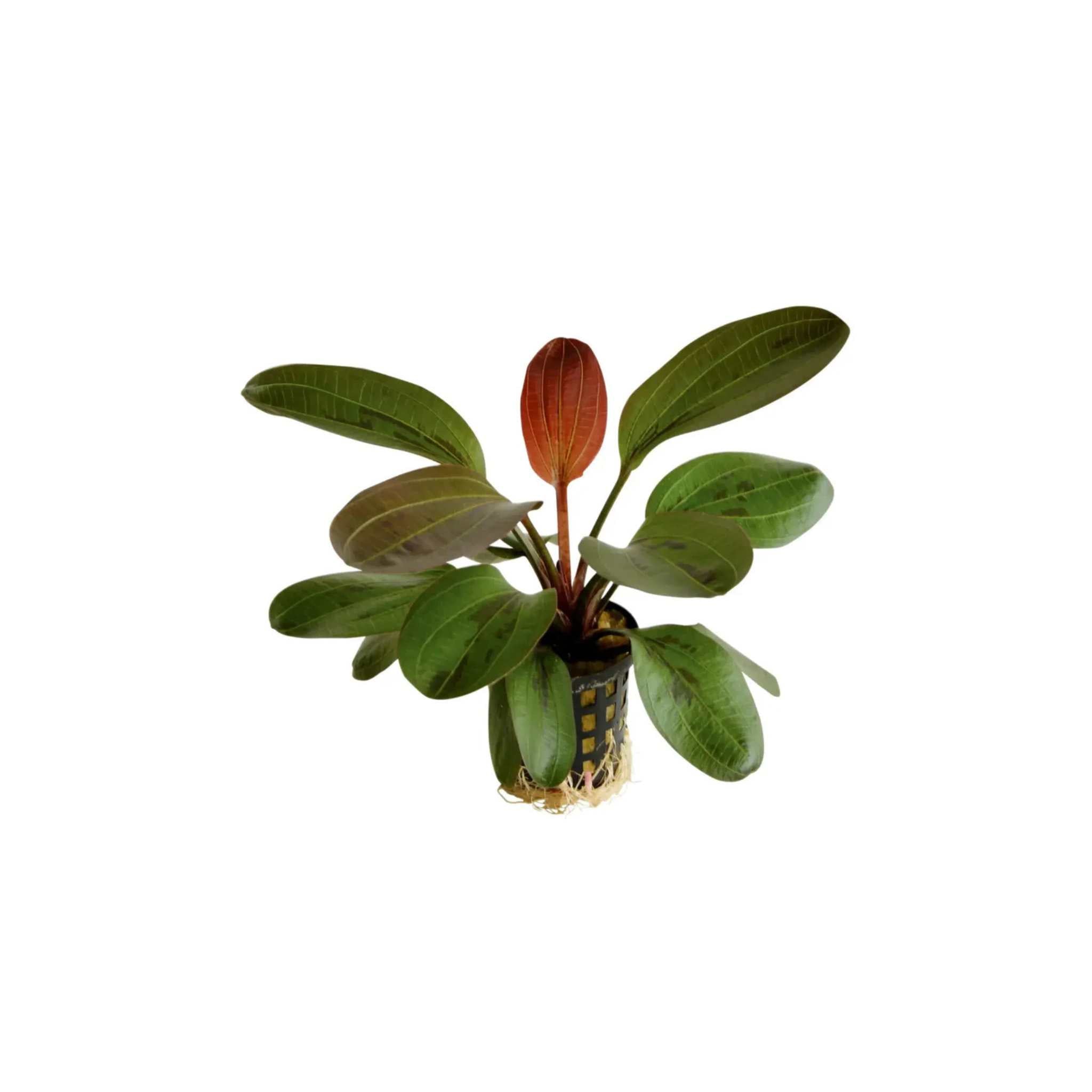 Amazon Sword Echinodorus (Red Pearl)