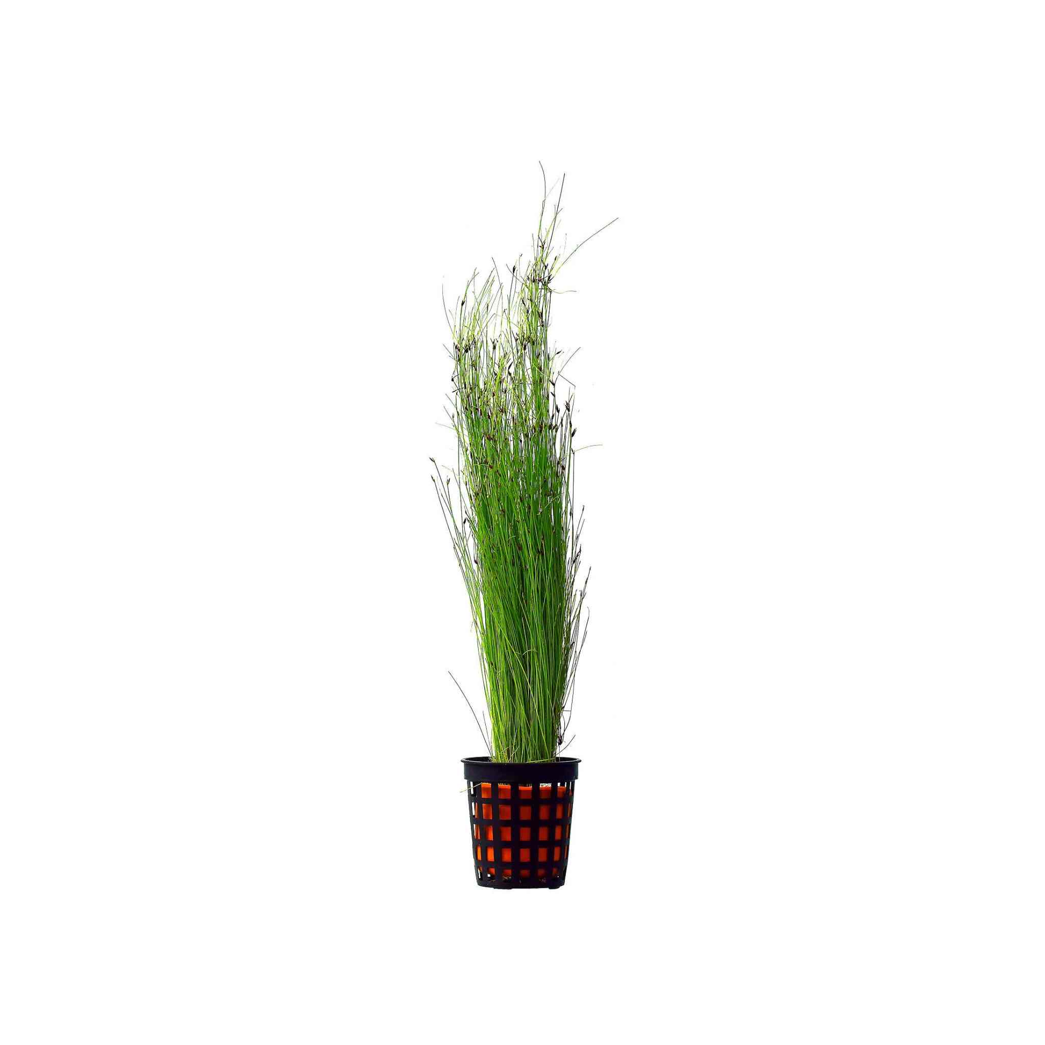 Hairgrass (Eleocharis Vivipara)