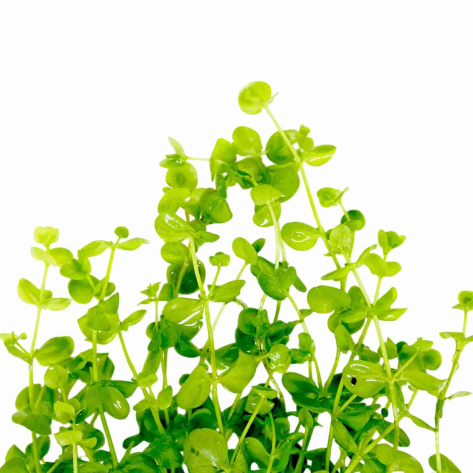 Buy Giant Baby Tears Micranthemum Umbrosom in USA for planted tanks