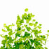 Buy Giant Baby Tears Micranthemum Umbrosom in USA for planted tanks