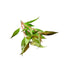 Hygro Blue (Hygrophila Salcifolia)
