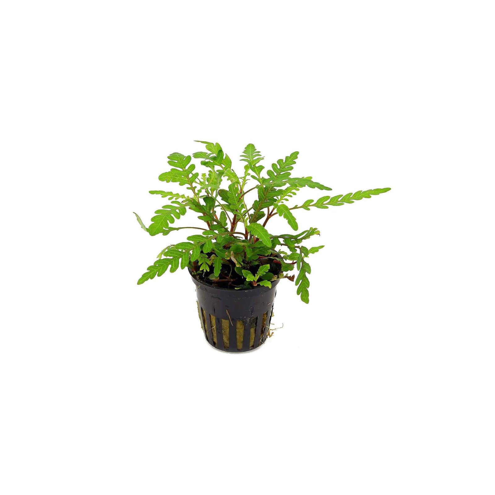 Hygrophila Pinnatifida