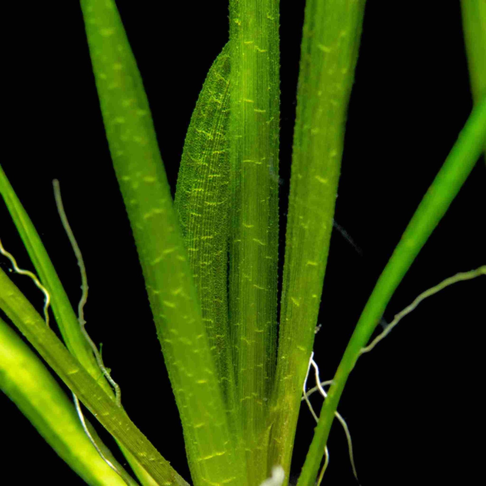 Vallisneria Spiralis 