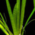 Vallisneria Spiralis "Italian"