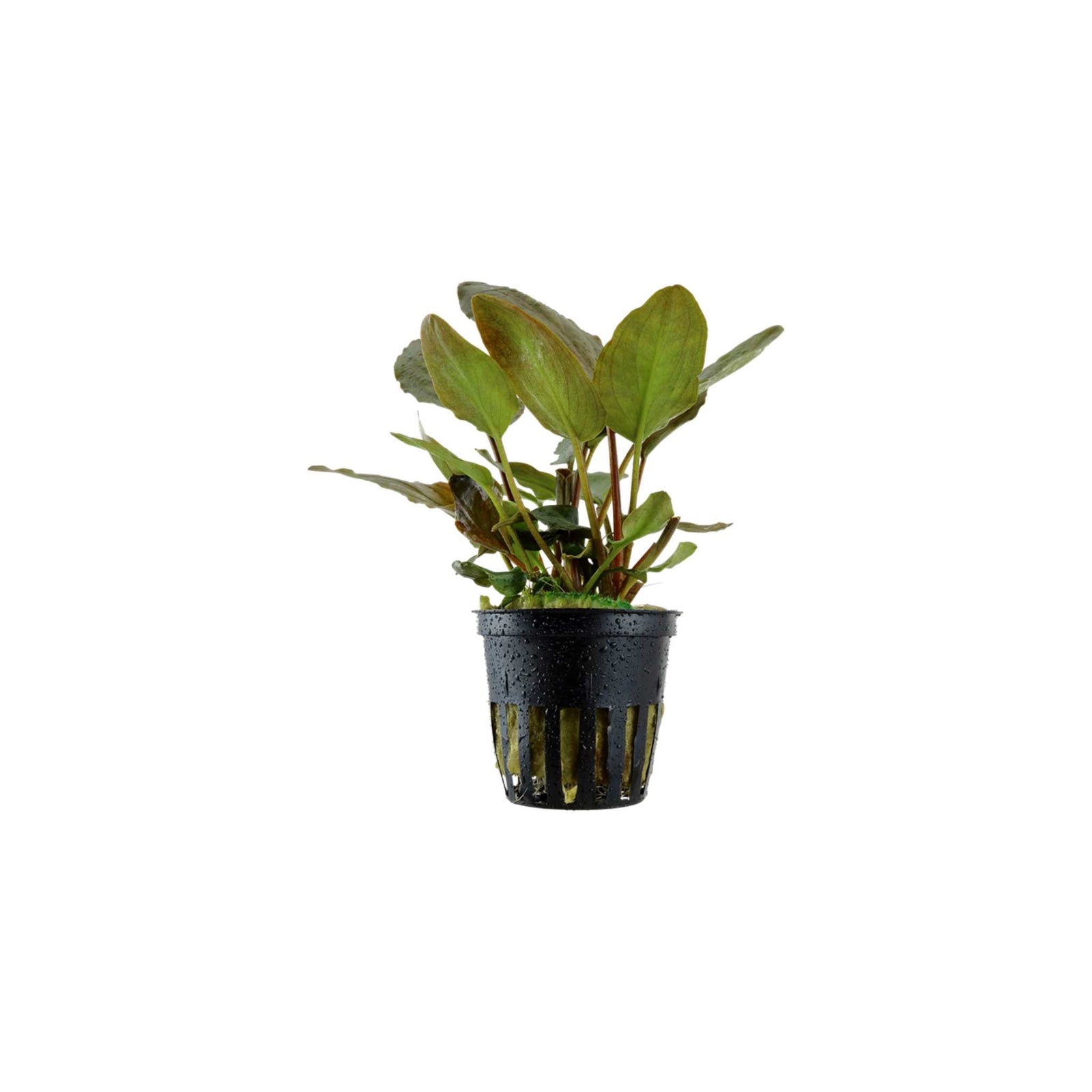Lagenandra Meeboldii